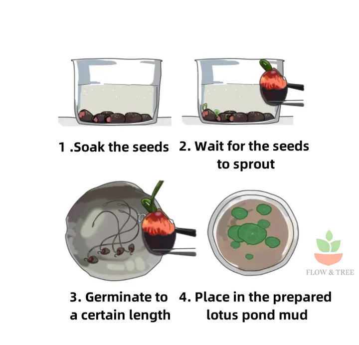 GrowJoy™ Premium Lotus Flower Seeds (50pc)
