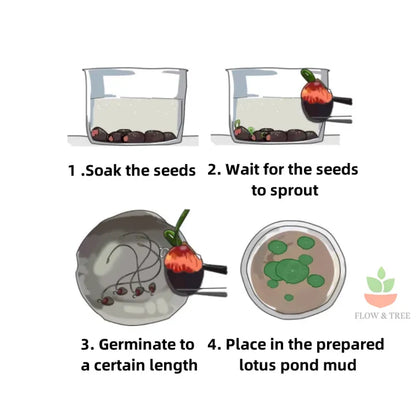 GrowJoy™ Premium Lotus Flower Seeds (50pc)