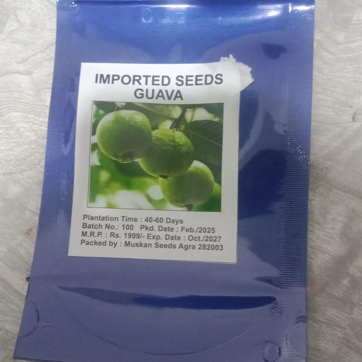 Imported Thai Pink Guava Seeds + Free Potting Mixture (100g)