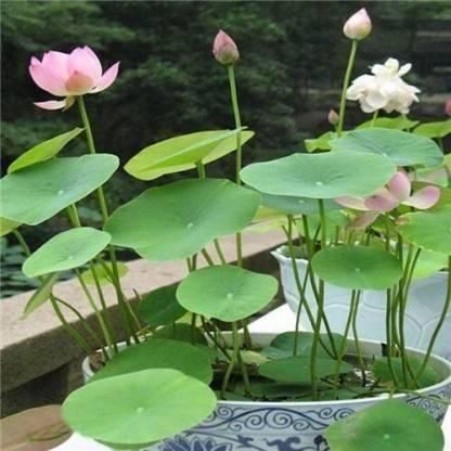 GrowJoy™ Premium Lotus Flower Seeds (50pc)