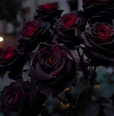 Black Rose Seeds (Pack of 20) with Plant Growth Serum