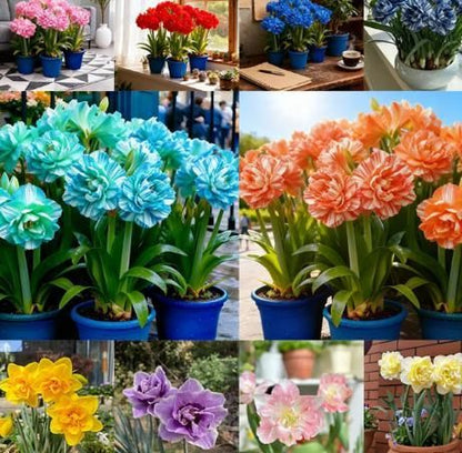 Rare Daffodil Bulbs with Plant Growth Supplement (Pack of 4)