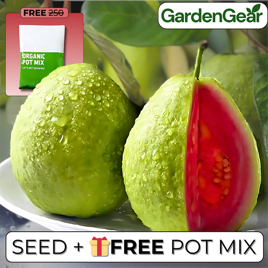 Imported Thai Pink Guava Seeds + Free Potting Mixture (100g)