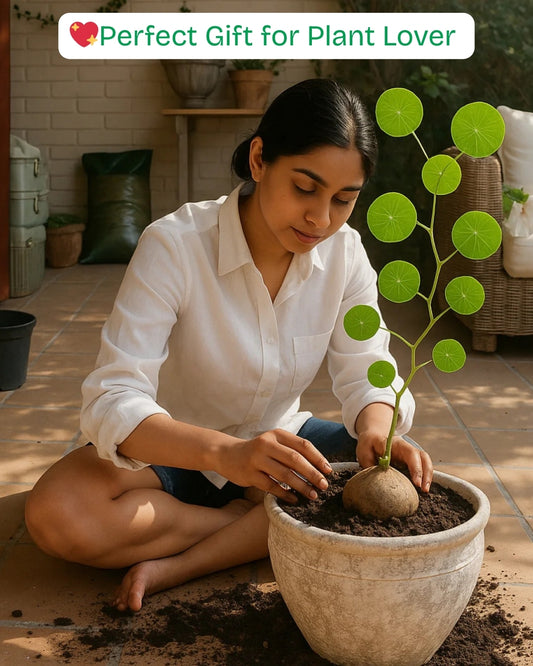 GreenSphere™ Stephania Erecta Plant Buy 1 Get 1 Free
