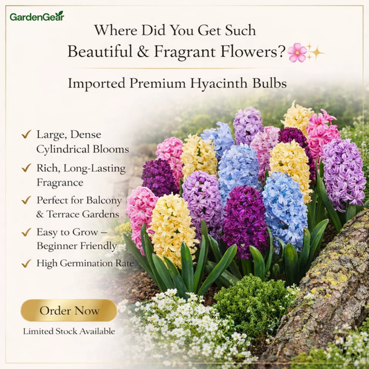 Imperial™ Imported Hyacinth Bulb Flower Seeds