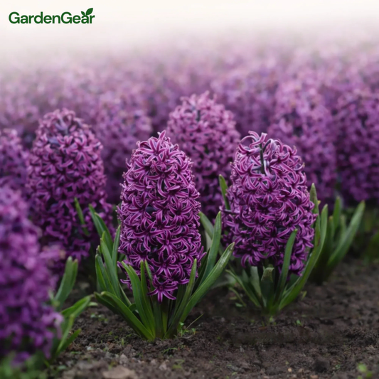 Imperial™ Imported Hyacinth Bulb Flower Seeds