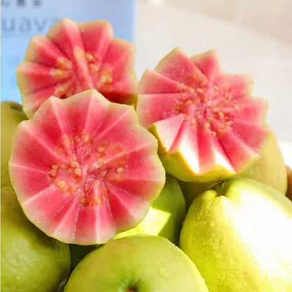 Imported Thai Pink Guava Seeds + Free Potting Mixture (100g)
