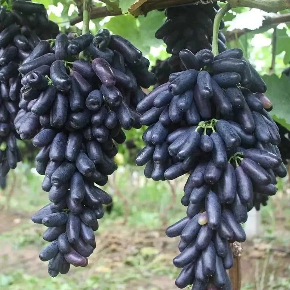 Premium Sweet Sapphire Grape Seeds (Pack of 30)