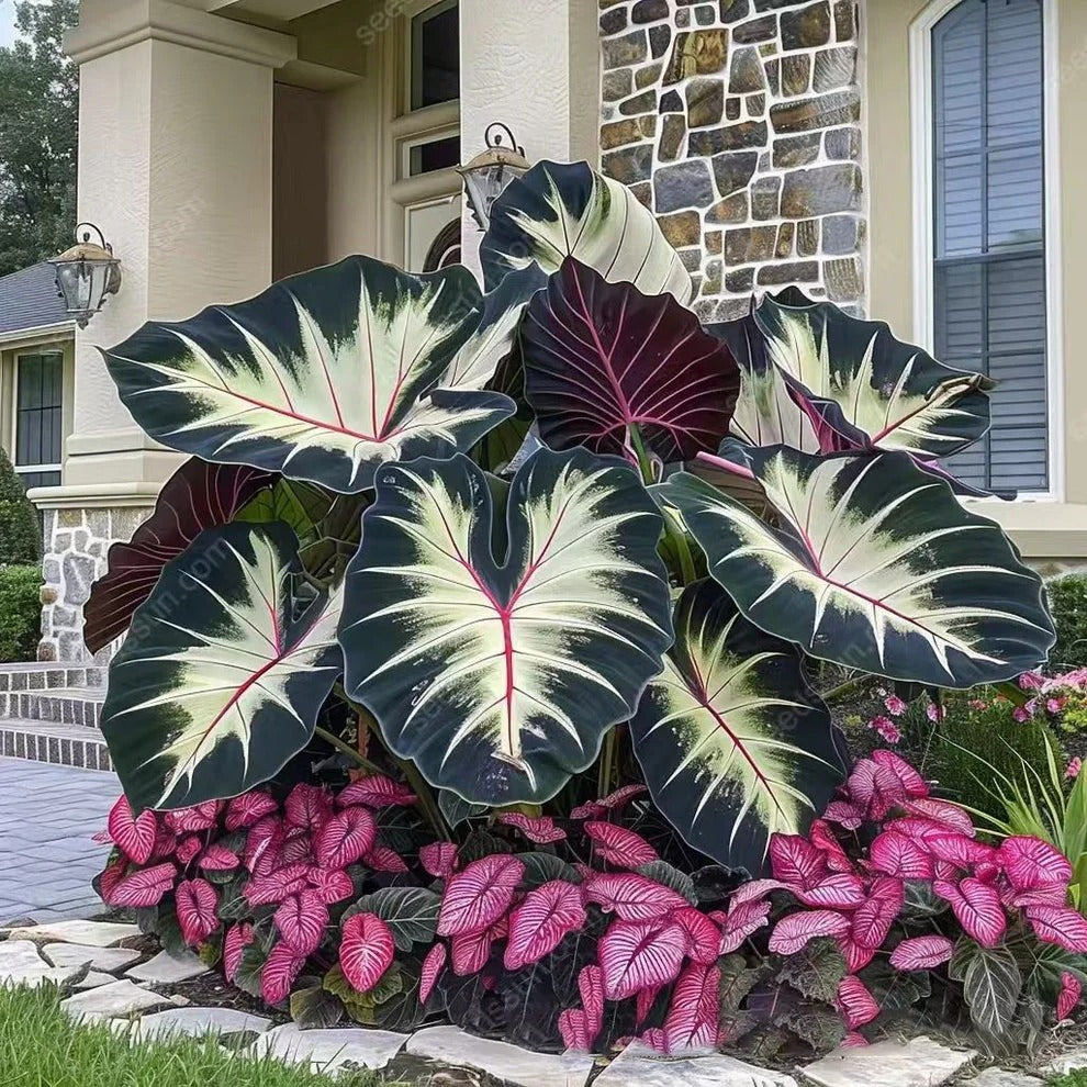 Rare Hosta Seeds + FREE Organic Pot mix (100gm)