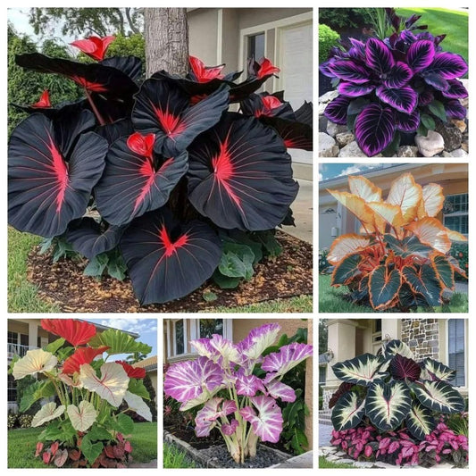 Rare Hosta Seeds + FREE Organic Pot mix (100gm)