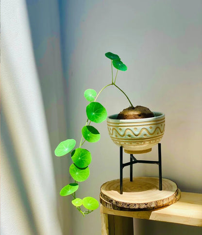 GreenSphere™ Stephania Erecta Plant Buy 1 Get 1 Free