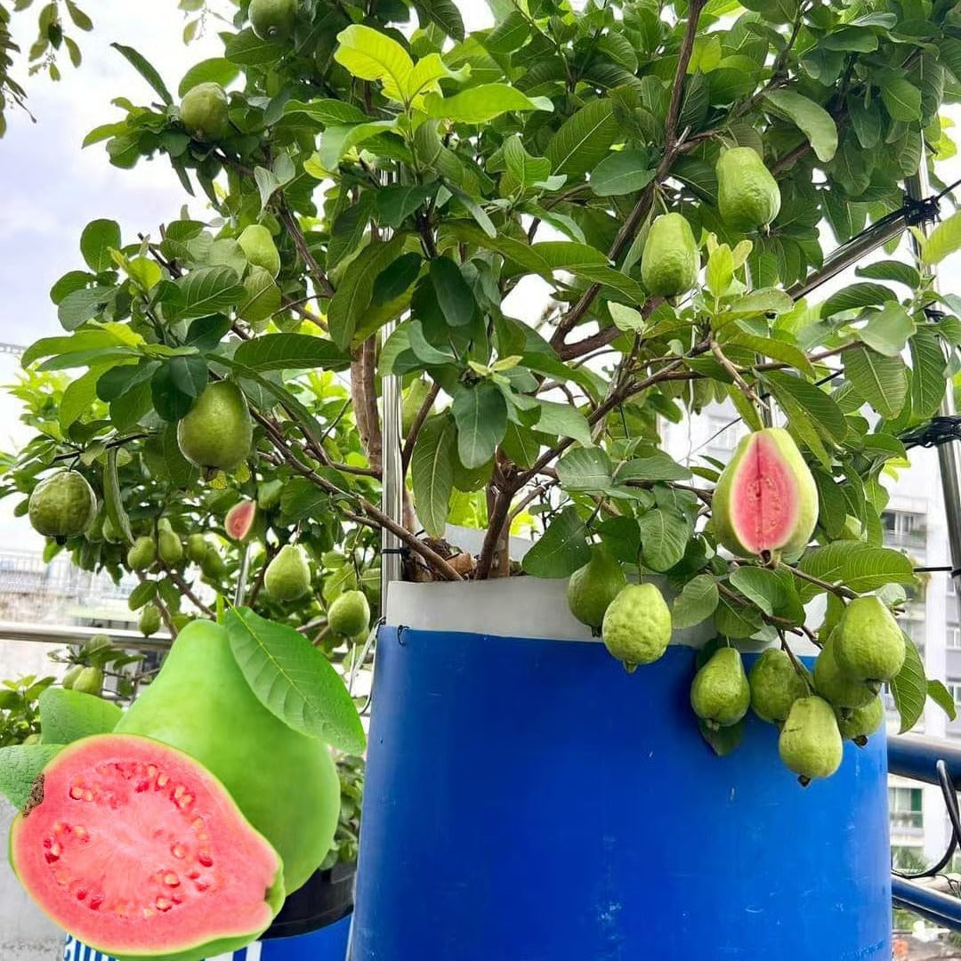 Imported Thai Pink Guava Seeds + Free Potting Mixture (100g)