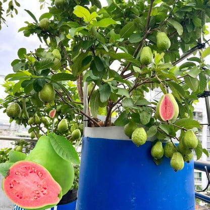 Imported Thai Pink Guava Seeds + Free Potting Mixture (100g)