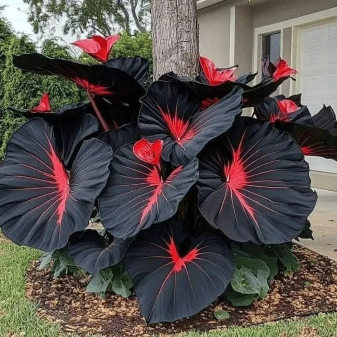 Rare Hosta Seeds + FREE Organic Pot mix (100gm)