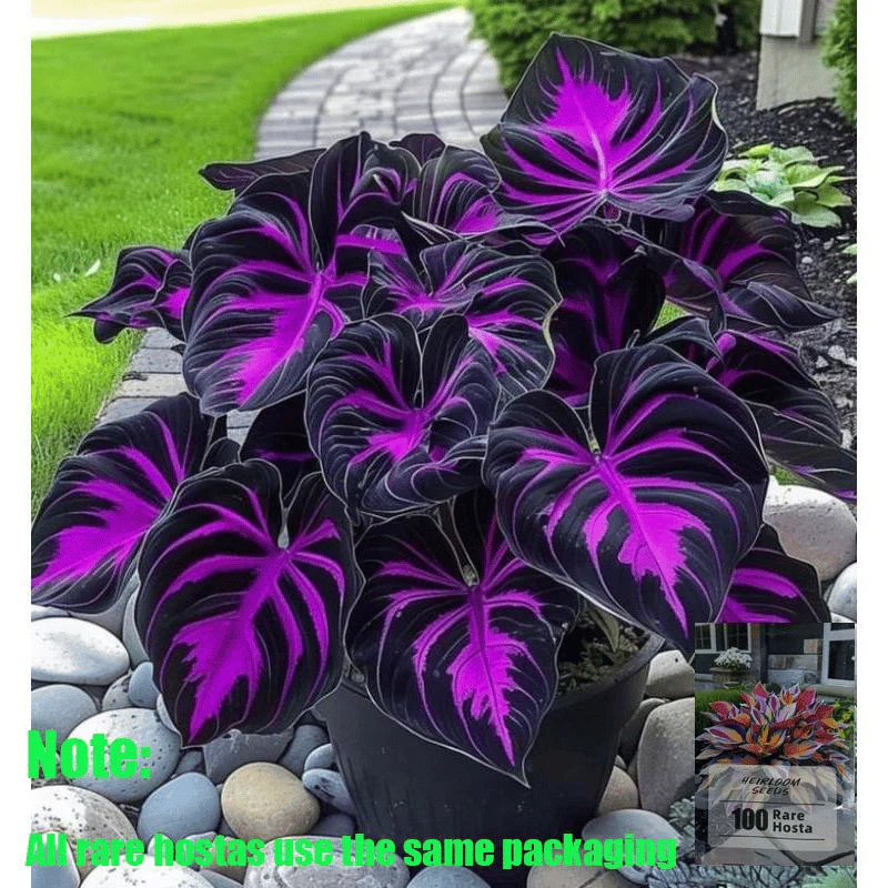 Rare Hosta Seeds + FREE Organic Pot mix (100gm)