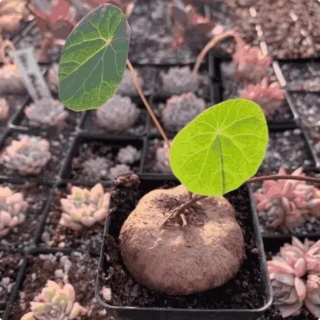 GreenSphere™ Stephania Erecta Plant Buy 1 Get 1 Free