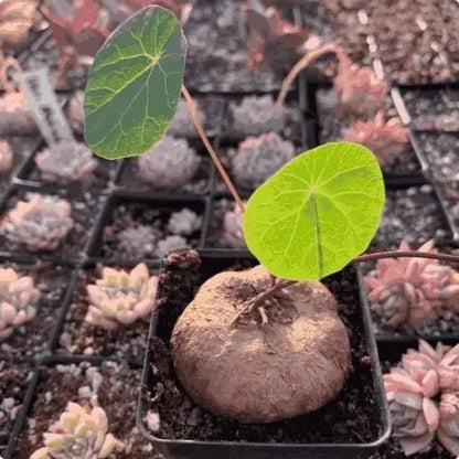 GreenSphere™ Stephania Erecta Plant Buy 1 Get 1 Free