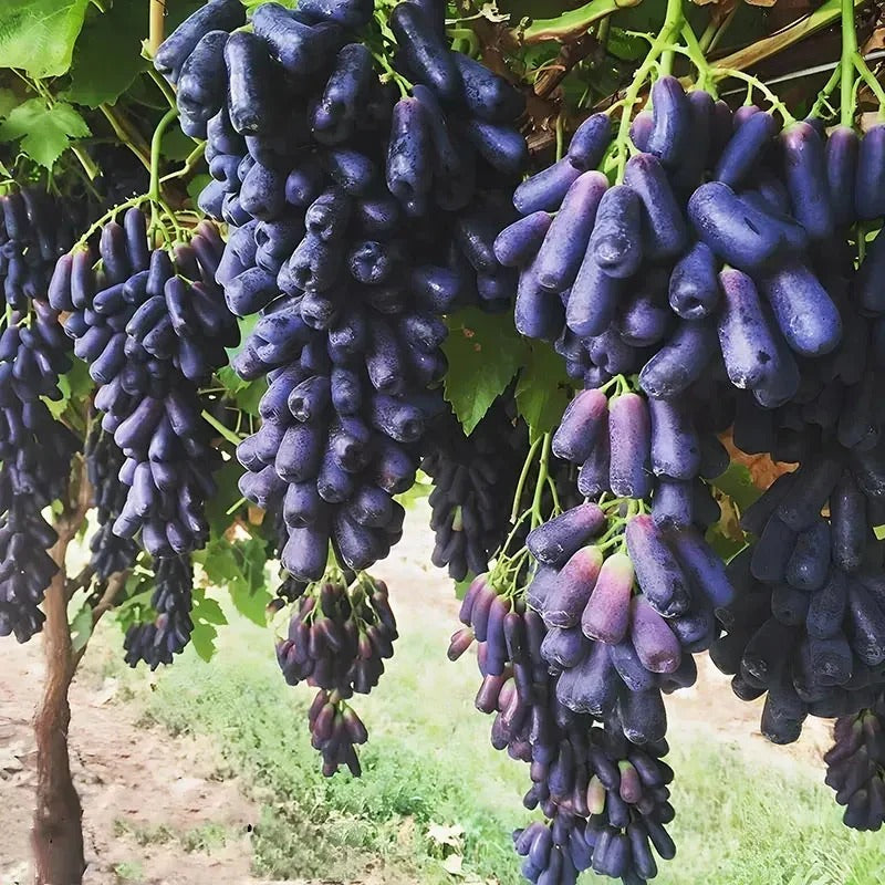 Premium Sweet Sapphire Grape Seeds (Pack of 30)