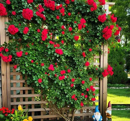 EverBloom Climbing Roses Seeds 🌸BUY 1 GET 1 FREE🌸