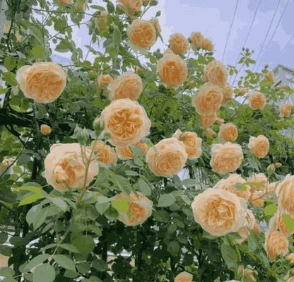 EverBloom Climbing Roses Seeds 🌸BUY 1 GET 1 FREE🌸