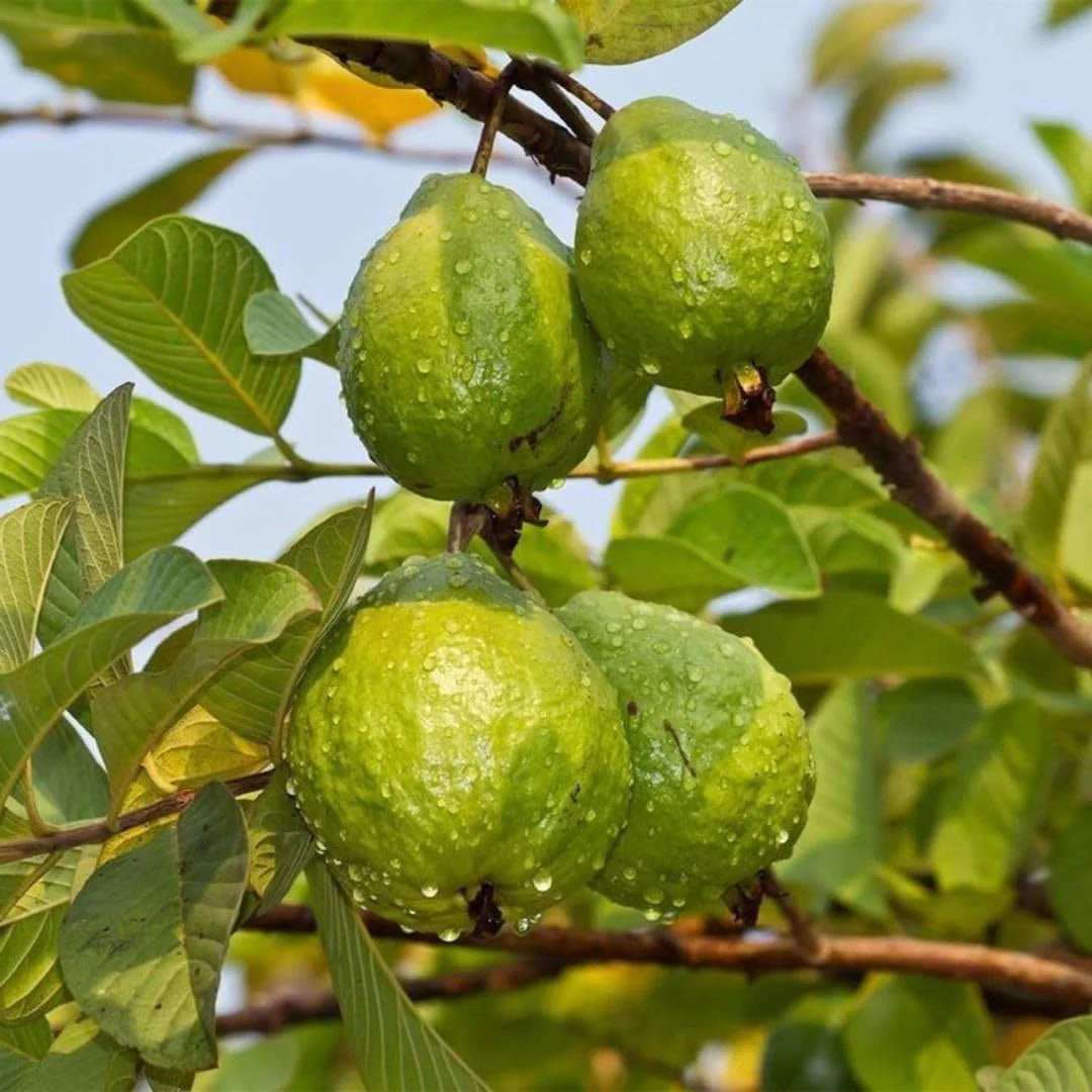 Imported Thai Pink Guava Seeds + Free Potting Mixture (100g)