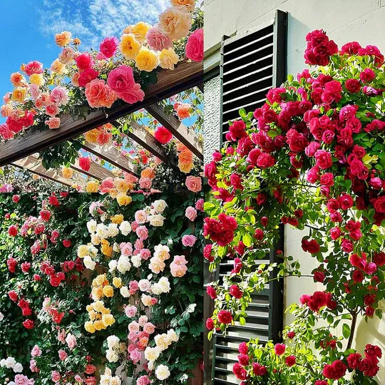 EverBloom Climbing Roses Seeds 🌸BUY 1 GET 1 FREE🌸
