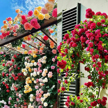 EverBloom Climbing Roses Seeds 🌸BUY 1 GET 1 FREE🌸