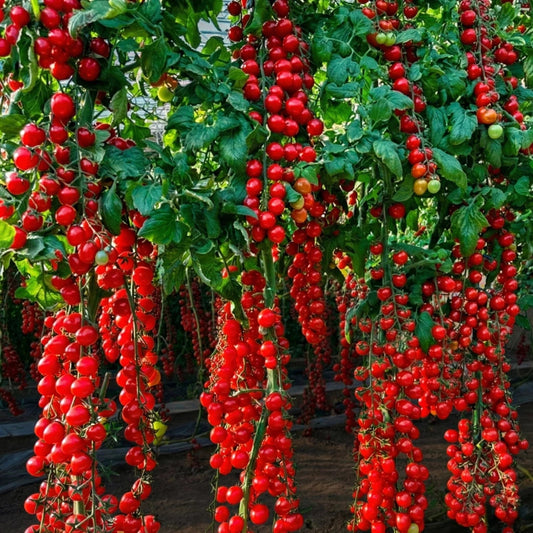 Premium Waterfall Tomato Seeds