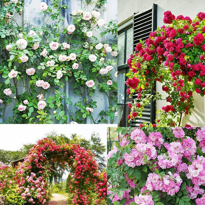 EverBloom Climbing Roses Seeds 🌸BUY 1 GET 1 FREE🌸