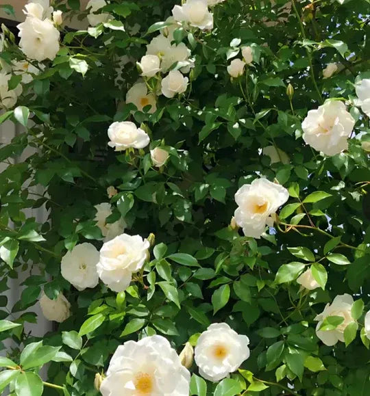 EverBloom Climbing Roses Seeds 🌸BUY 1 GET 1 FREE🌸